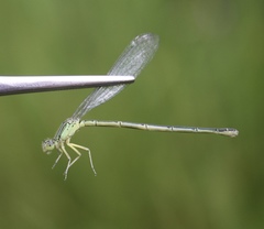 Paracercion hieroglyphicum