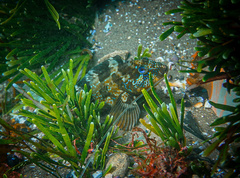 Labrisomus philippii