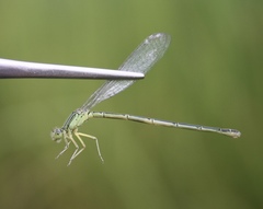 Paracercion hieroglyphicum