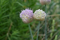 Allium hymenorhizum
