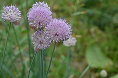 Allium hymenorhizum