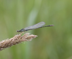 Paracercion calamorum calamorum