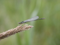 Paracercion calamorum calamorum