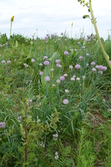Allium hymenorhizum