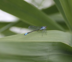 Paracercion calamorum calamorum