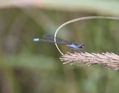 Paracercion calamorum calamorum
