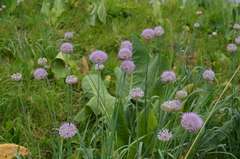 Allium hymenorhizum