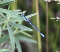 Paracercion v-nigrum