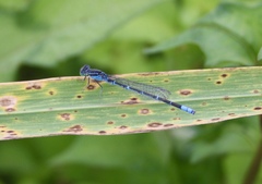 Paracercion hieroglyphicum