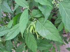 Cananga odorata