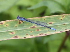 Paracercion hieroglyphicum