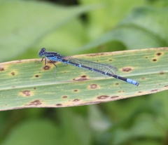 Paracercion hieroglyphicum