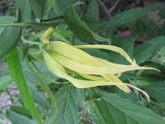 Cananga odorata