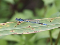 Paracercion hieroglyphicum