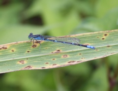 Paracercion hieroglyphicum