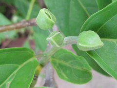 Cananga odorata