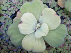 Pistia