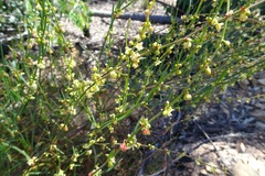 Muehlenbeckia diclina