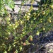 Muehlenbeckia diclina stenophylla - Photo 由 Jenny Lawrence 所上傳的 (c) Jenny Lawrence，保留部份權利CC BY-NC