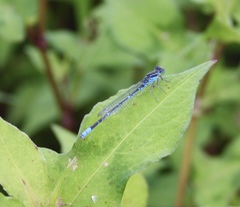 Paracercion hieroglyphicum