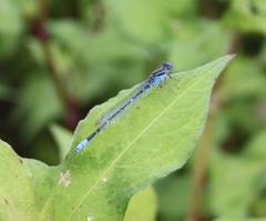 Paracercion hieroglyphicum