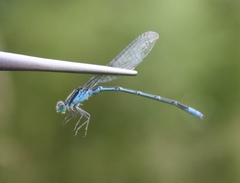 Paracercion hieroglyphicum