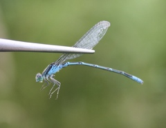 Paracercion hieroglyphicum