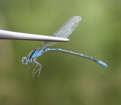 Paracercion hieroglyphicum