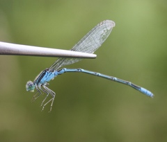 Paracercion hieroglyphicum