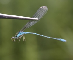 Paracercion v-nigrum