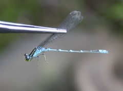 Paracercion v-nigrum