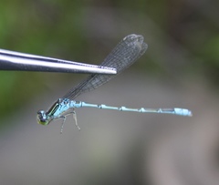 Paracercion v-nigrum