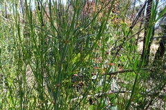 Muehlenbeckia diclina