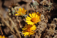 Chaetanthera glabrata