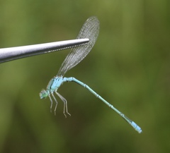 Paracercion hieroglyphicum