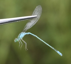 Paracercion hieroglyphicum