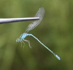 Paracercion hieroglyphicum