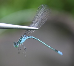 Paracercion hieroglyphicum