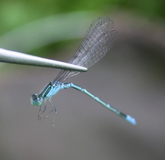 Paracercion hieroglyphicum