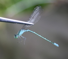 Paracercion hieroglyphicum