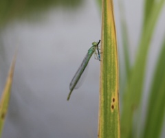 Paracercion plagiosum