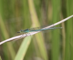 Paracercion plagiosum