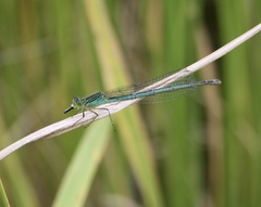 Paracercion plagiosum