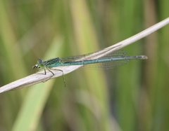 Paracercion plagiosum