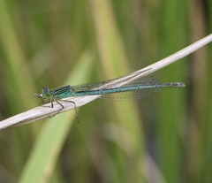 Paracercion plagiosum