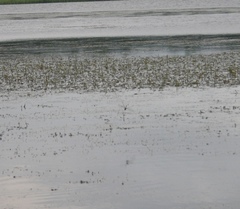 Epophthalmia elegans