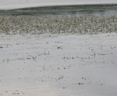 Epophthalmia elegans