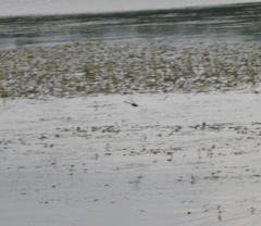 Epophthalmia elegans