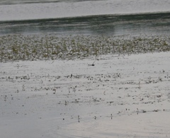 Epophthalmia elegans