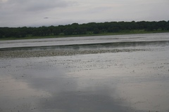 Epophthalmia elegans